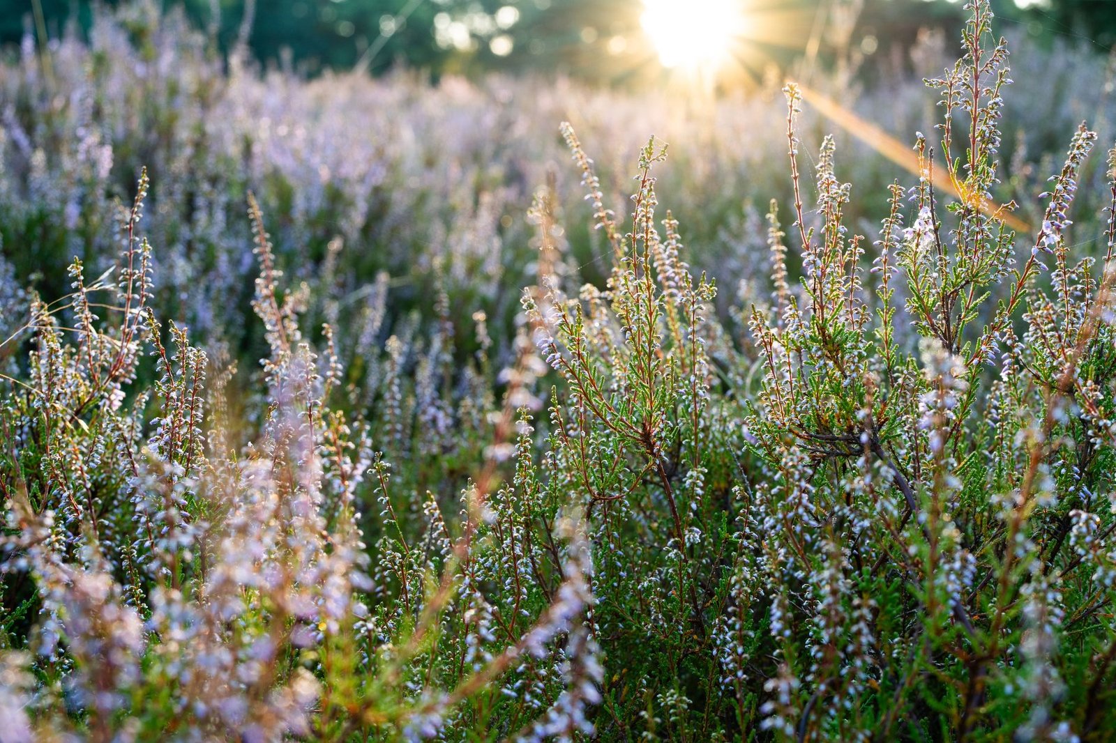 Uplifting image for monday blessings for new beginnings
