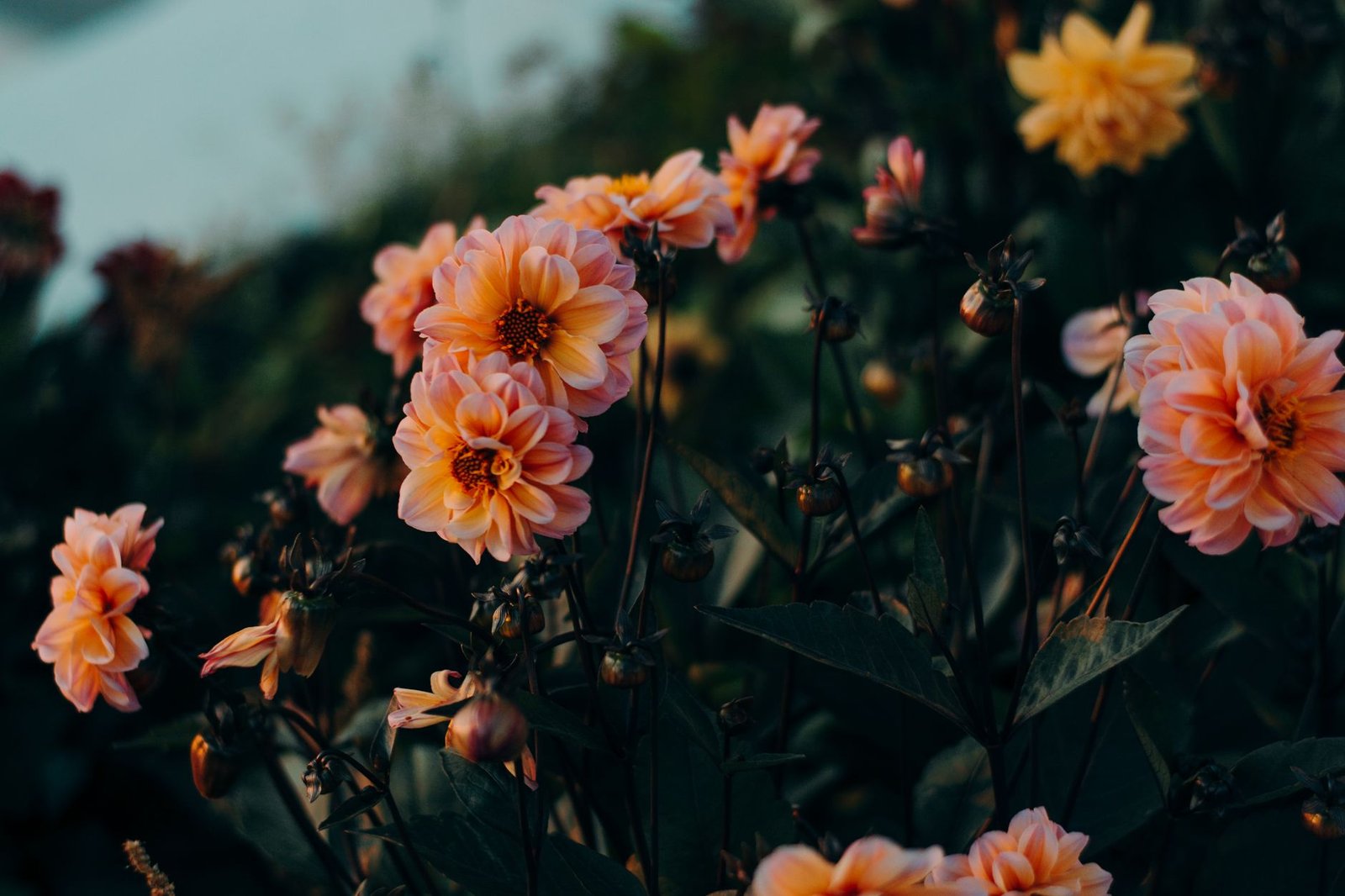 short friday blessings for text with peaceful morning inspiration